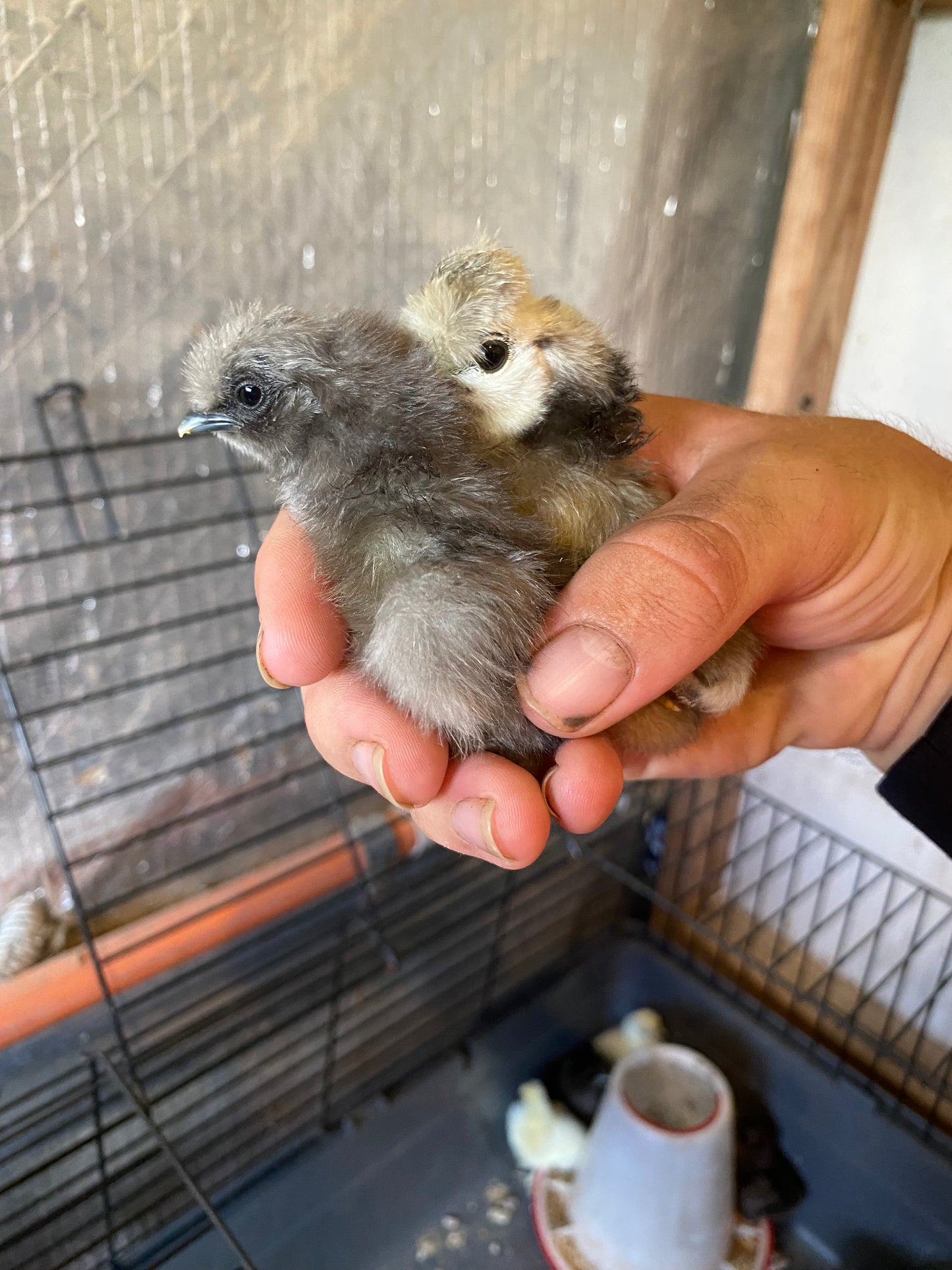 Silkie Chicks Unsexed
