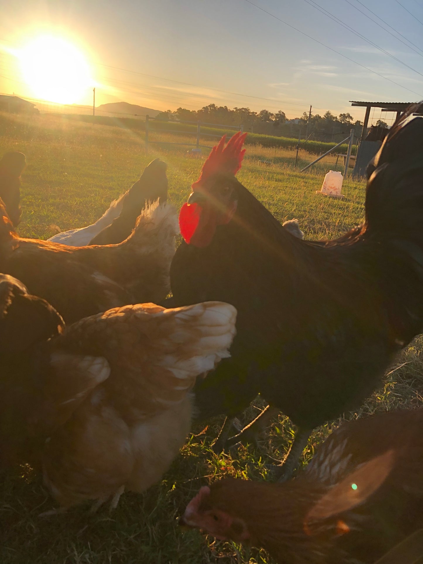 'Flightless Egg Factory' (Commercial layer) Fertilised eggs