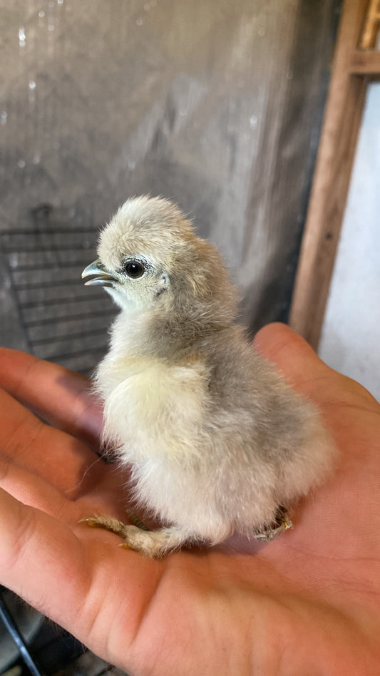 Silkie Chicks Unsexed (COMING SOON)