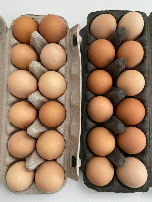 'Flightless Egg Factory' (Commercial layer) Fertilised eggs
