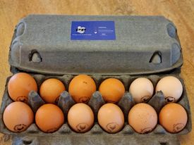 Free Range Farm Fresh Chicken Eggs. (SUBJECT TO AVAILABILITY. PLEASE CONTACT US FIRST)