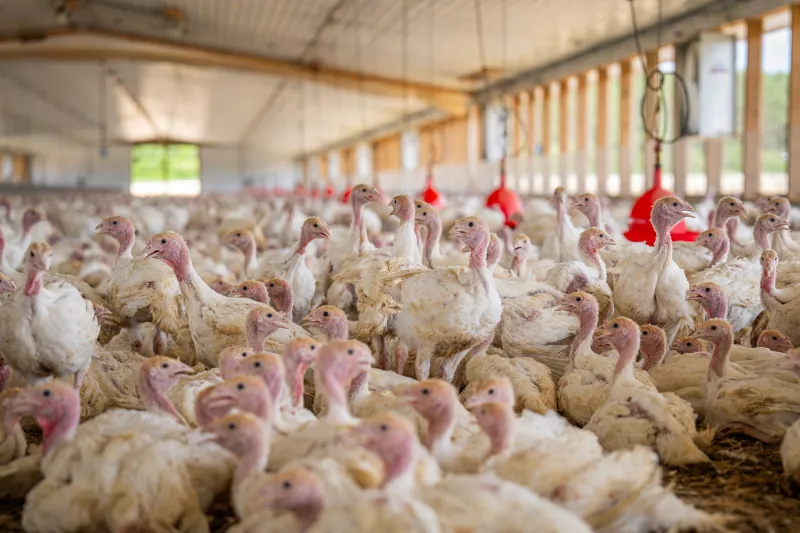 Why Britain's Best Chefs Are Skipping the Middleman and Calling the Farm Directly