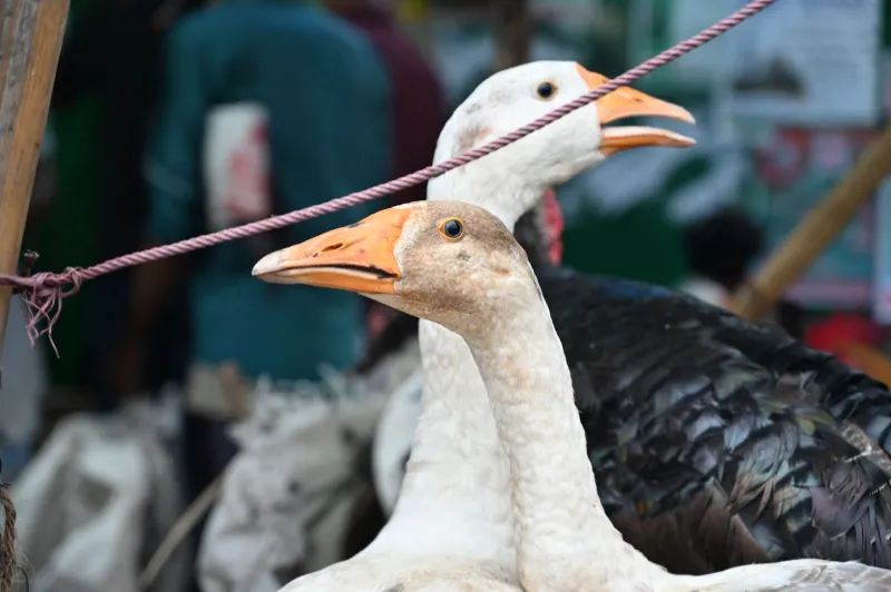Beyond the Chicken: Why Duck, Goose, and Guinea Fowl Deserve a Seat at Your Table