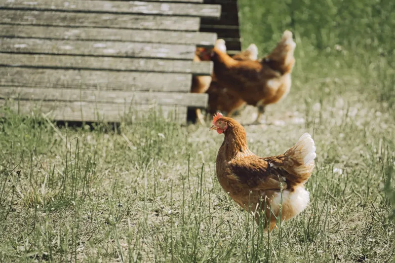 Twelve Seasons, One Farm: The Month-by-Month Reality of Raising British Poultry