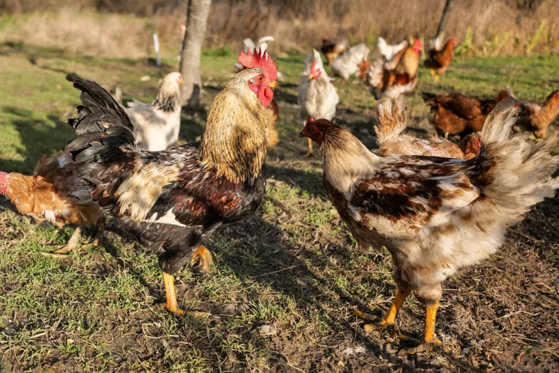 Twelve Months on the Farm: The Unseen Work Behind Every Bird We Raise